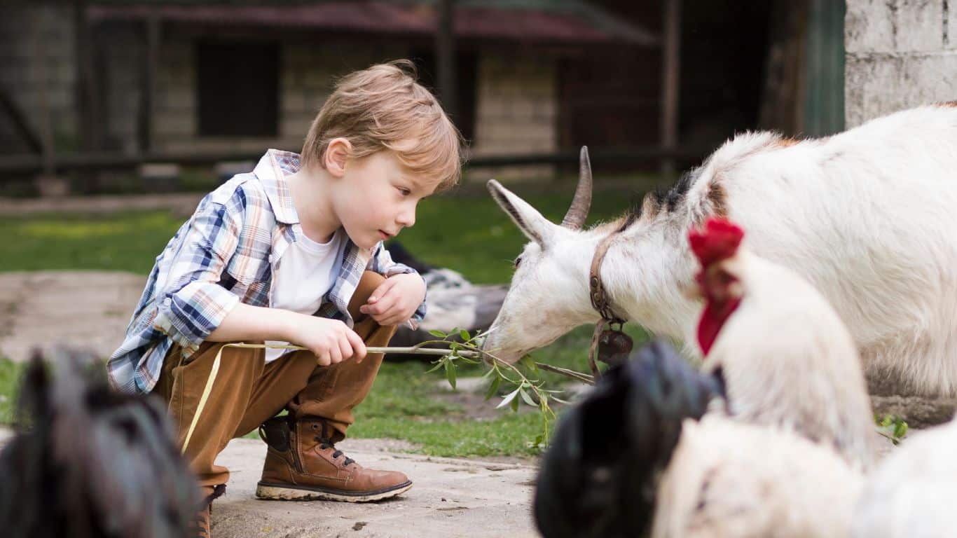 buiten activiteiten dreumes boederij